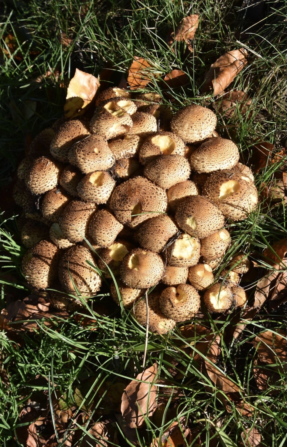 Schubbige bundelzwam - Schimmels - 