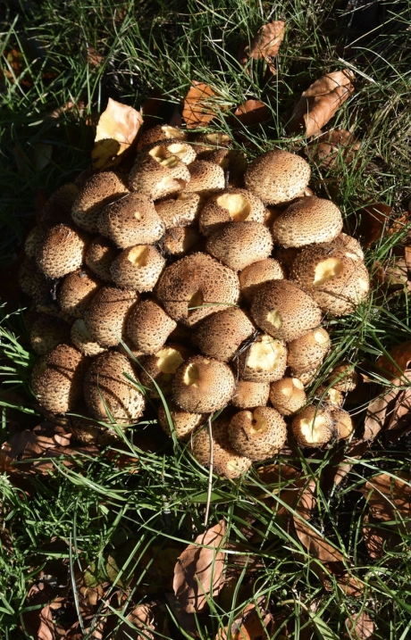 Schubbige bundelzwam