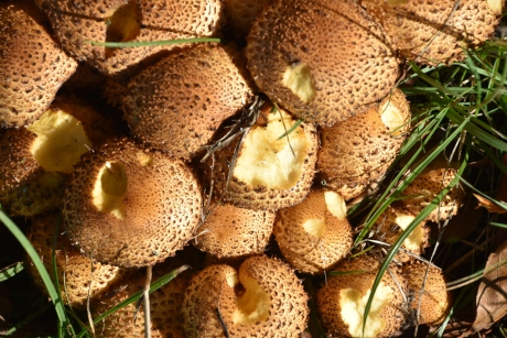 Het lijken wel tijgerbolletjes!