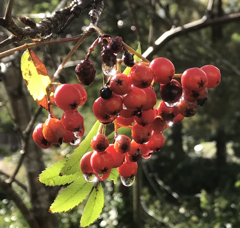 Na een regenbui - Planten - 