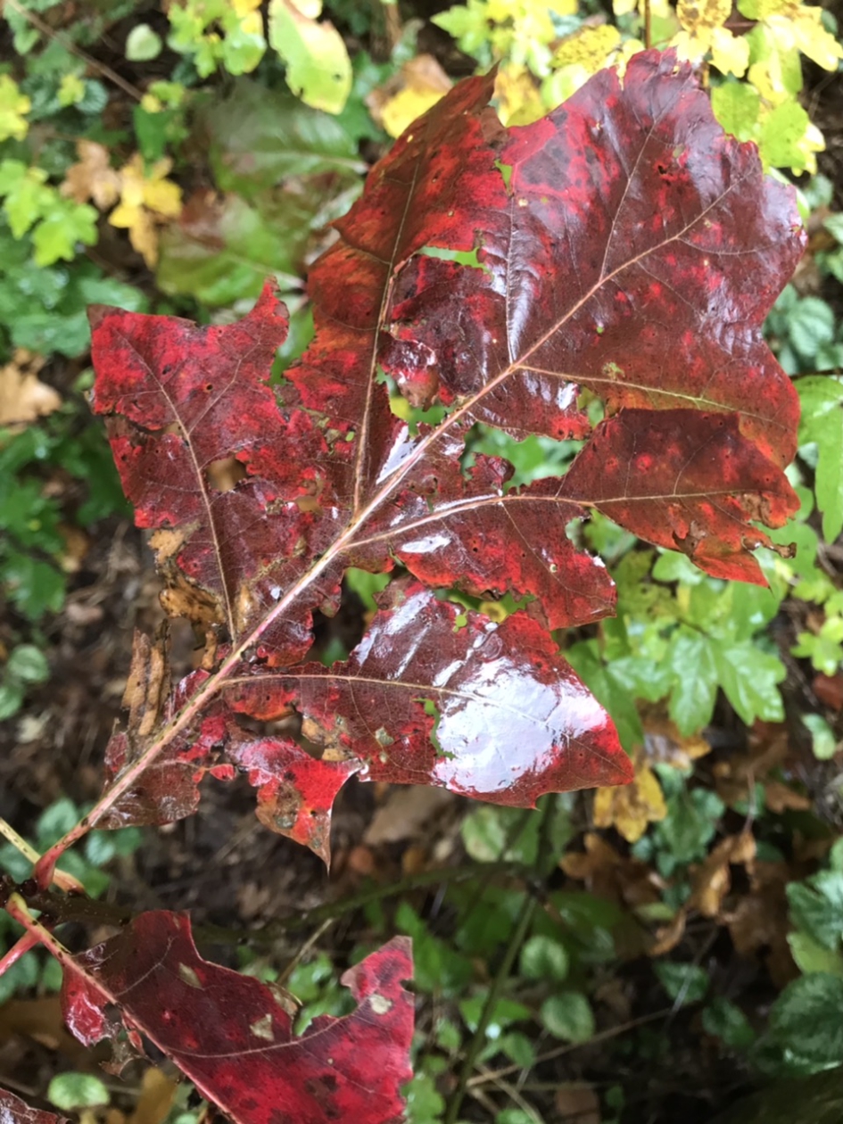 Nat eikenblad - Planten - 