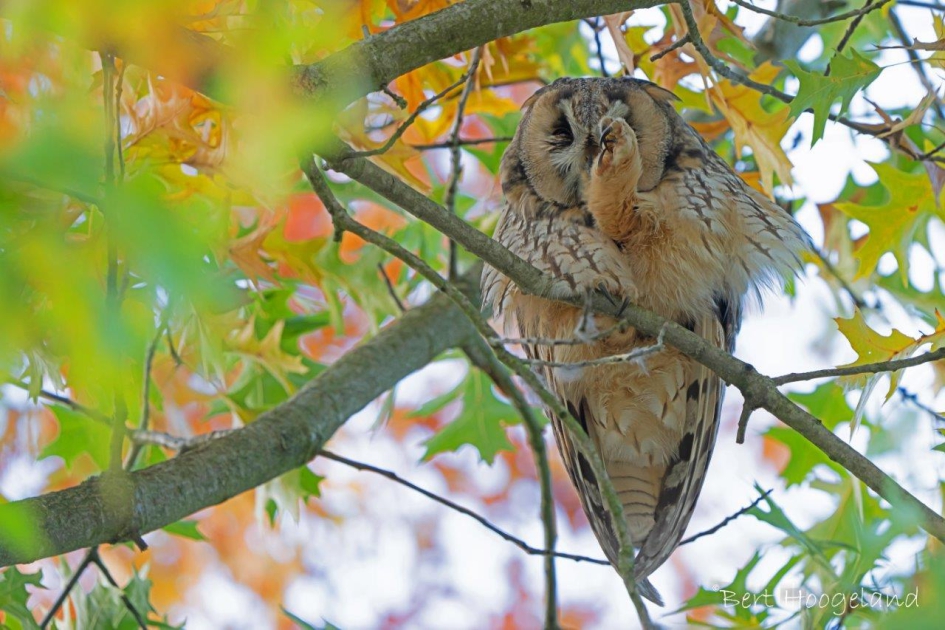 Net wakker - Vogels - Ransuil