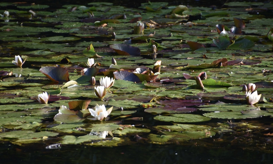 Nog waterlelies in oktober - Planten - 