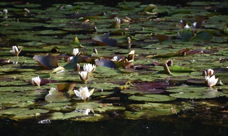 Nog waterlelies in oktober