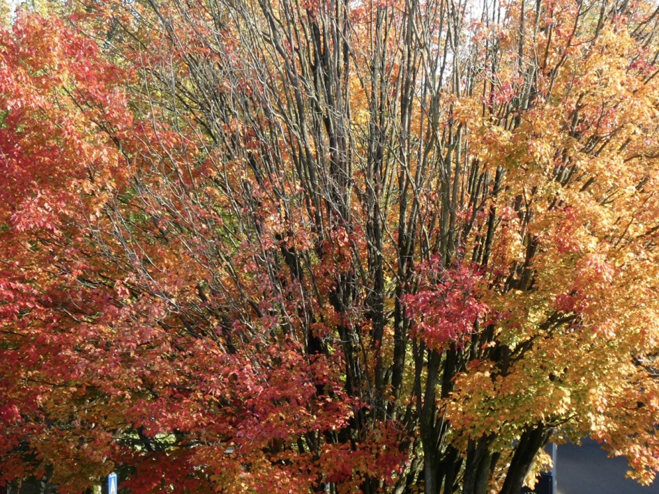 Noorse esdoorn - Planten - 