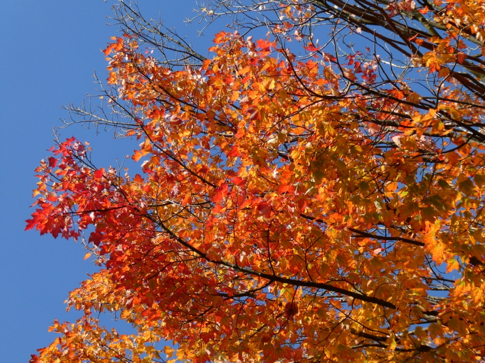 Noorse esdoorn - Planten - 