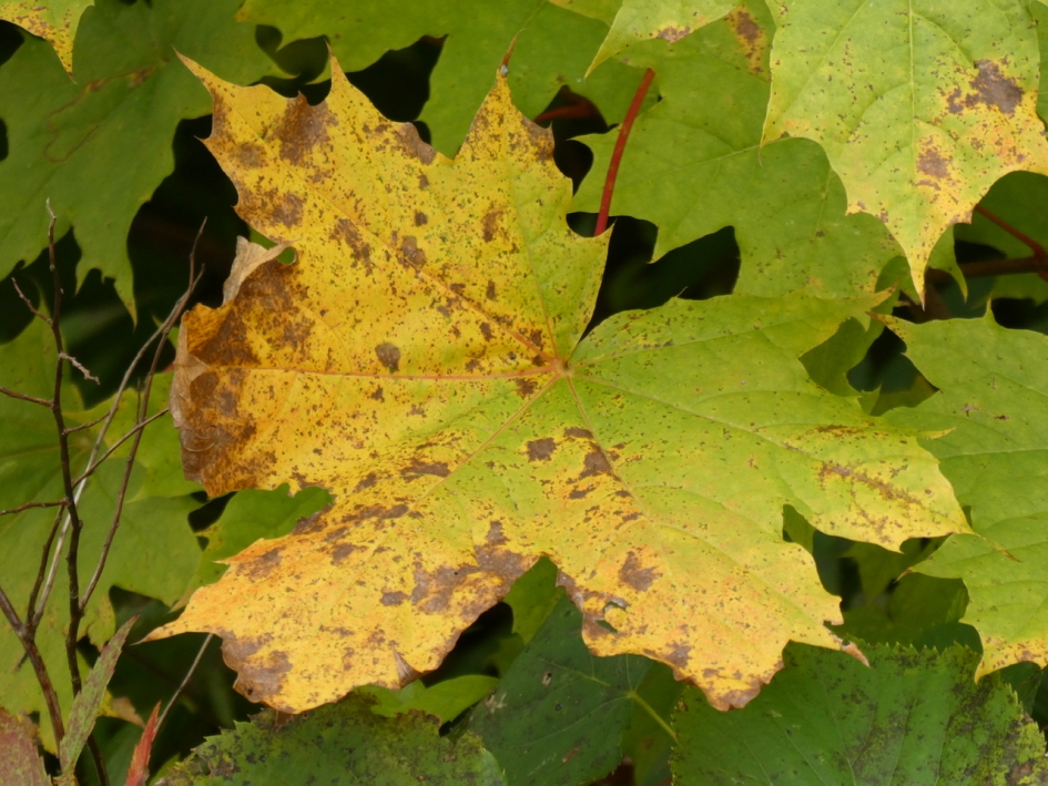 Noorse esdoorn - Planten - 