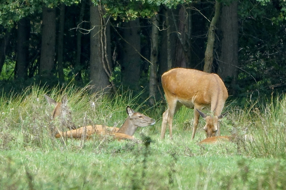 Nu even rust zonder die mannen - Zoogdieren - Edelhert