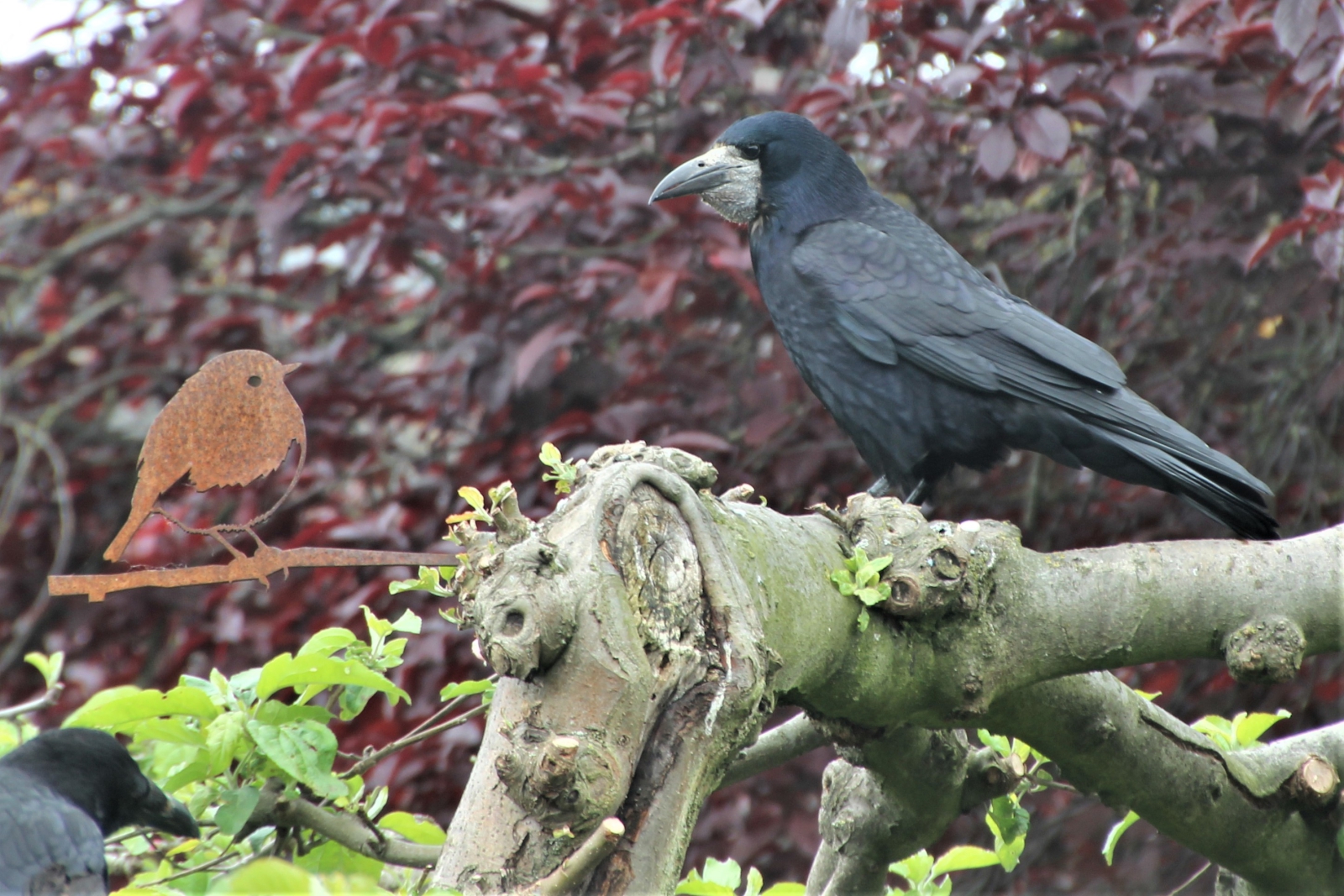 Vroege vogels Foto - Vogels - Ons huisdier