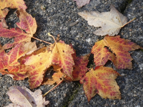 Ook al veel bladverlies