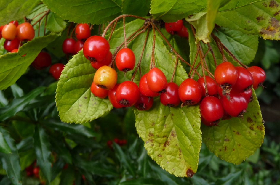 Ook mooi! - Planten - 