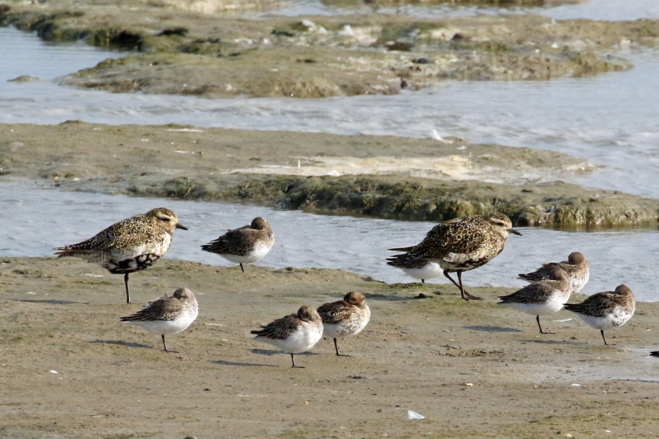 Op het Wad - Vogels - 