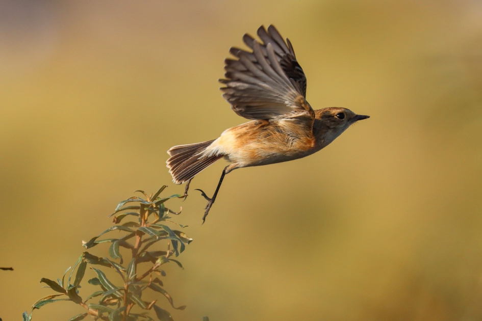 Opvliegende Aziatische roodborsttapuit - Vogels - Aziatische roodborsttapuit