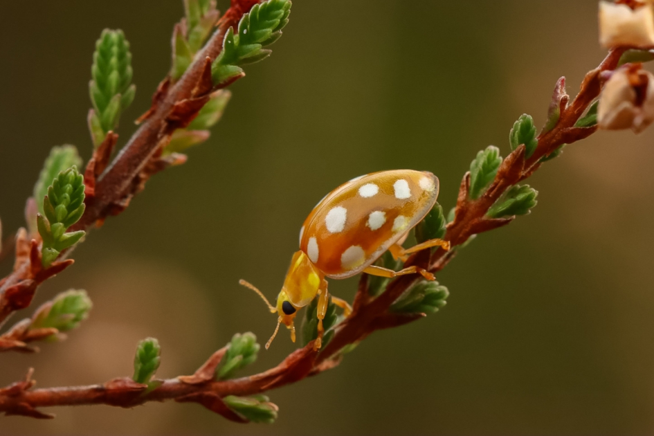 Oranje lieveheersbeestje - Geleedpotigen - Meeldauwlieveheersbeestje