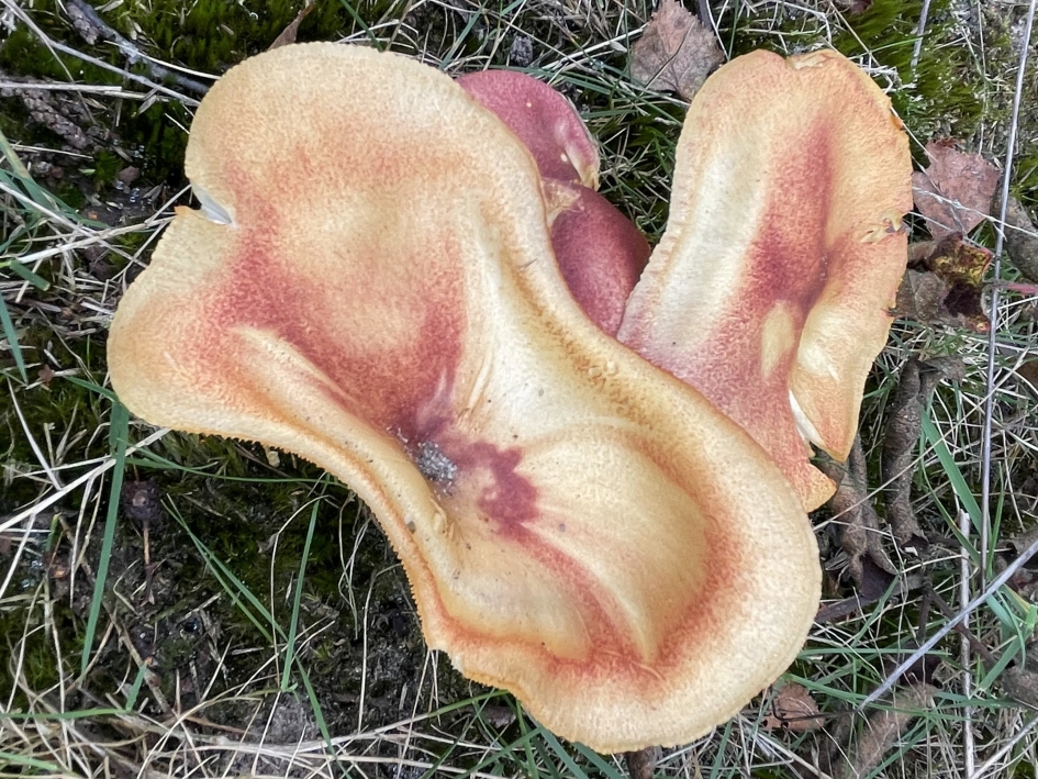 Oren in het gras - Schimmels - Koningsmantel