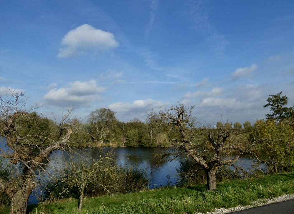 Oude fruitbomen langs de Diefdijk - Weer en landschap - 