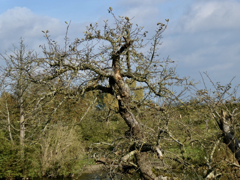 Oude fruitboom - Planten - 