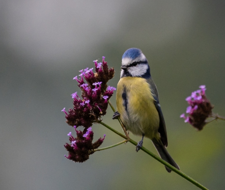 Pimpelmeesje in optrekkende mist