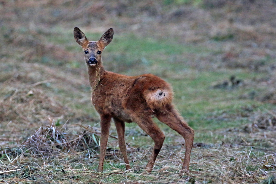 Pluisje - Zoogdieren - Ree