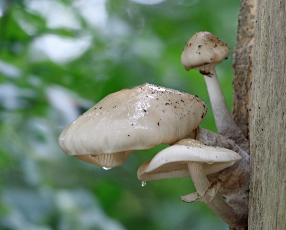 Porseleinzwammen (2) - Schimmels - 