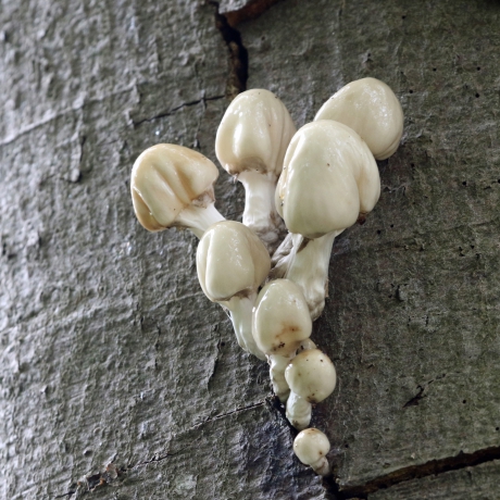 Porseleinzwammen (3)