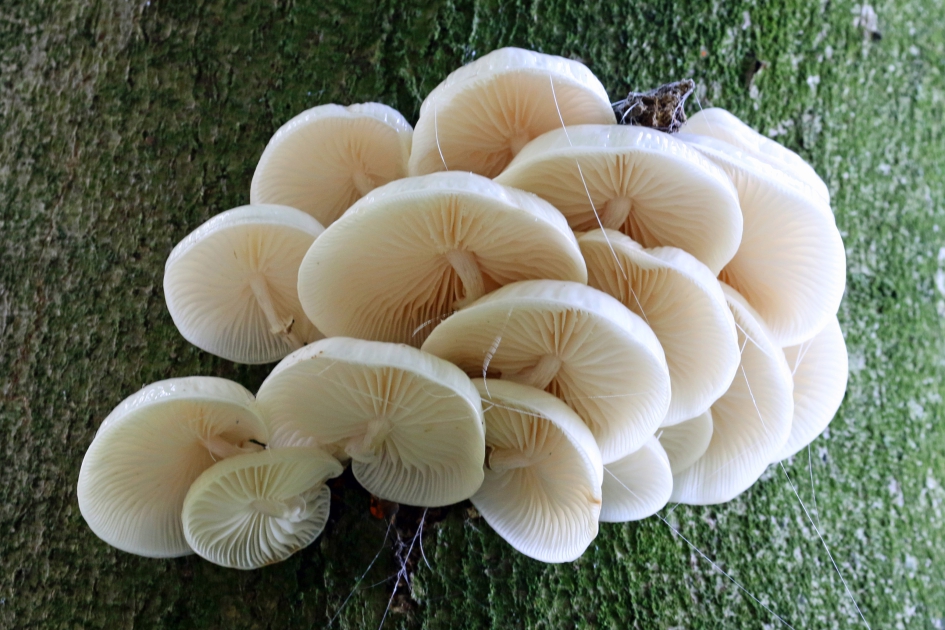 Porseleinzwammen - Schimmels - 