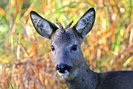 Portret van een reebok