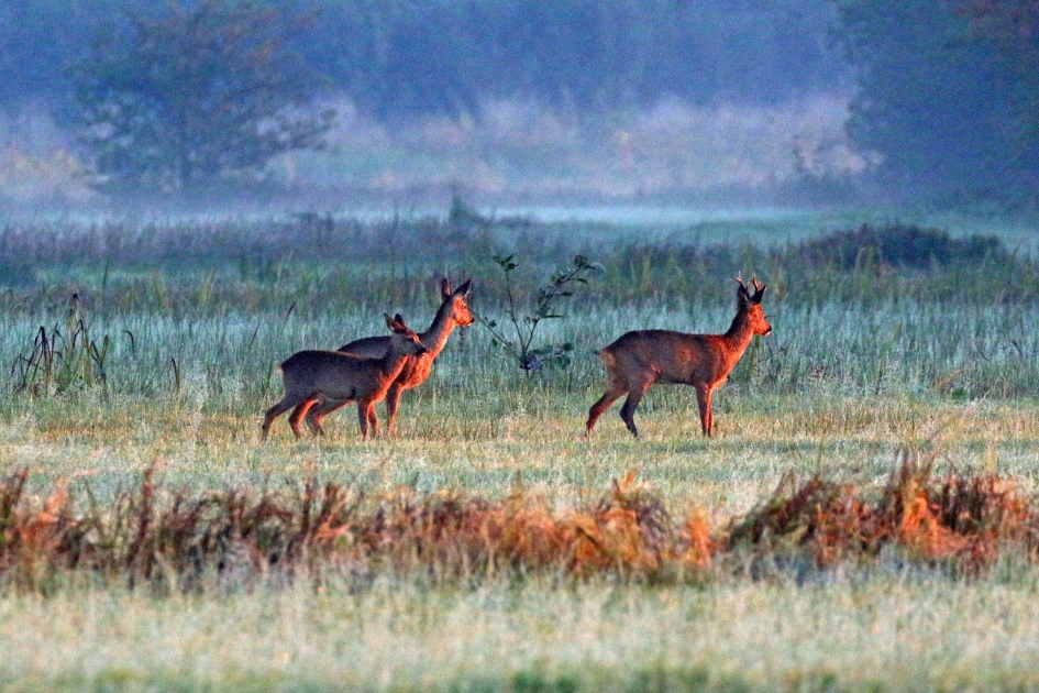 Prachtige herfstmorgen in de Betuwe - Zoogdieren - 