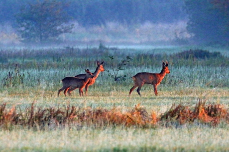 Prachtige herfstmorgen in de Betuwe