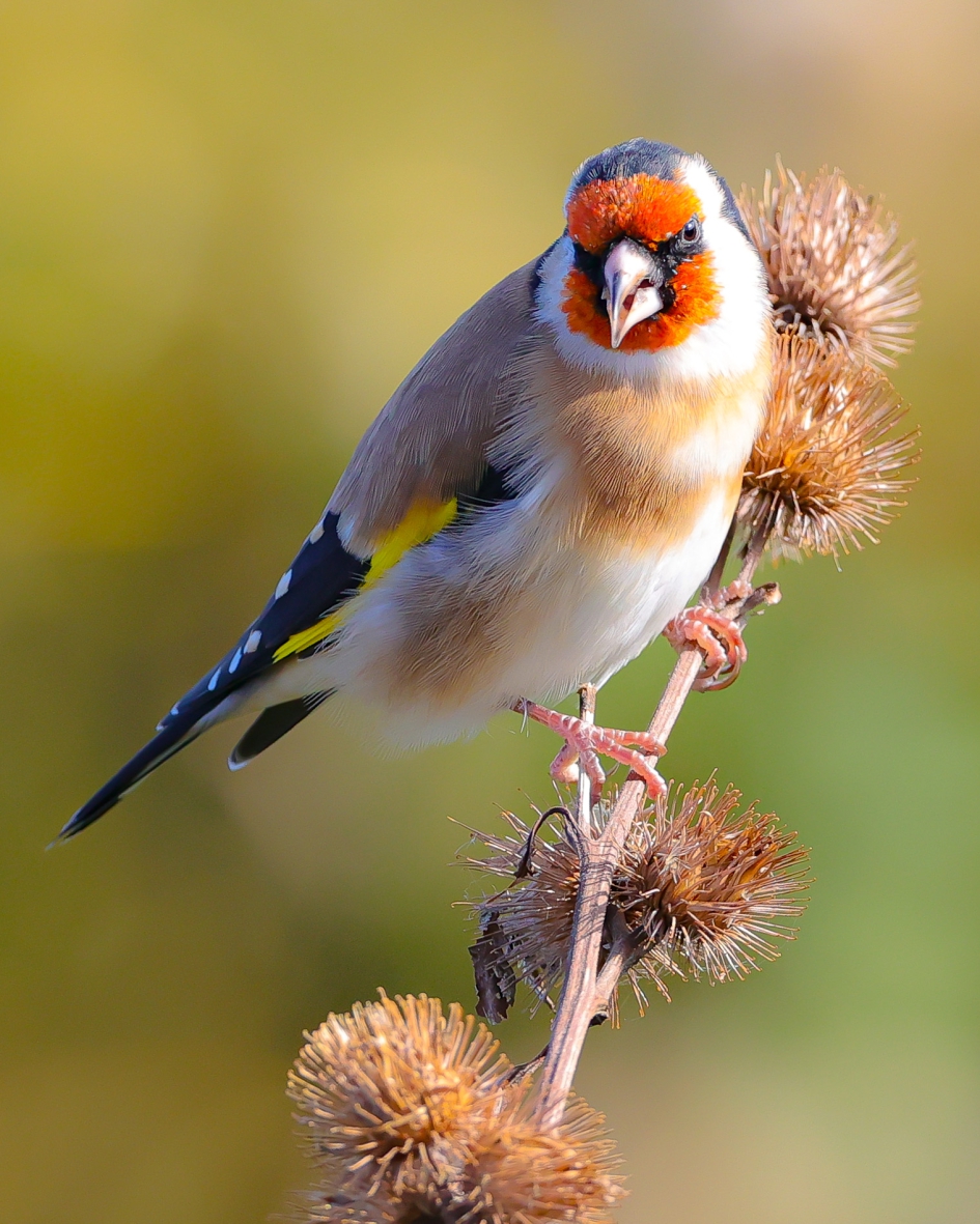 Putter op de distels - Vogels - Putter / distelvink