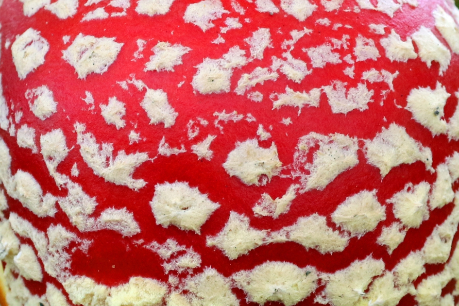 Raadfoto - Schimmels - Vliegenzwam