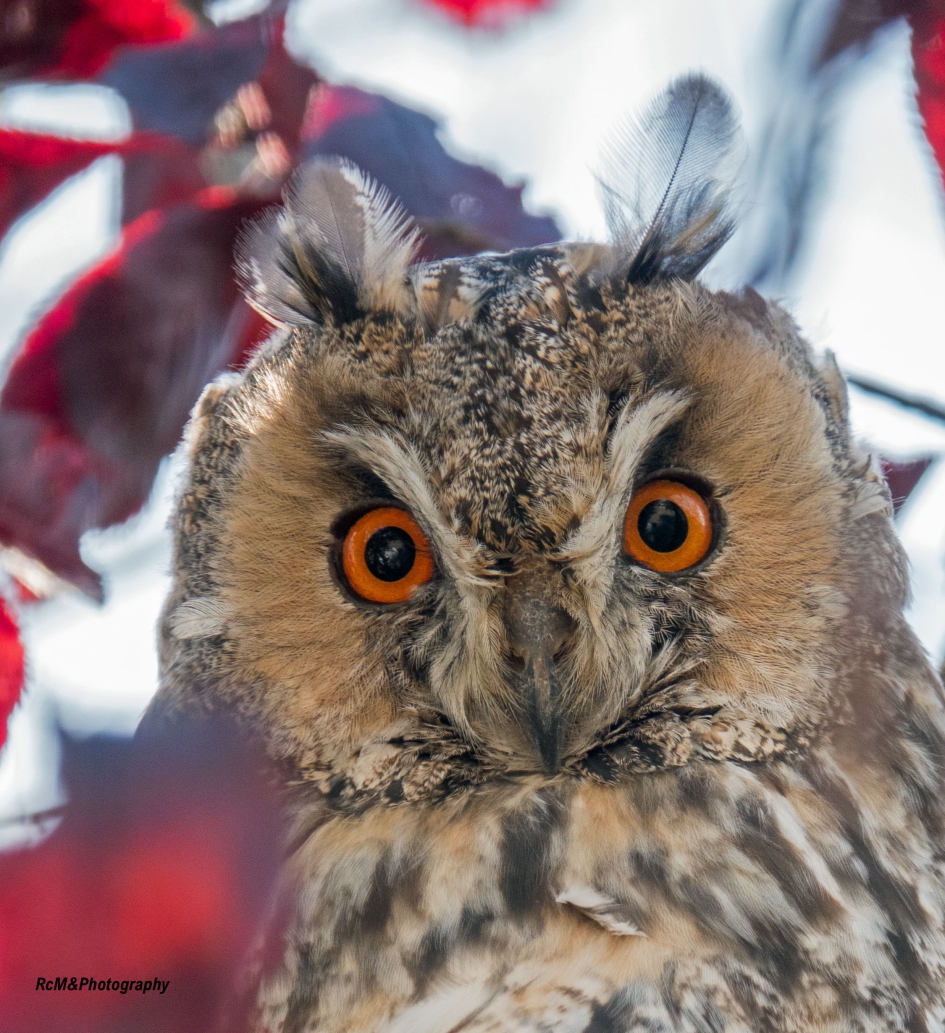 Ransuil. - Vogels - Ransuil.