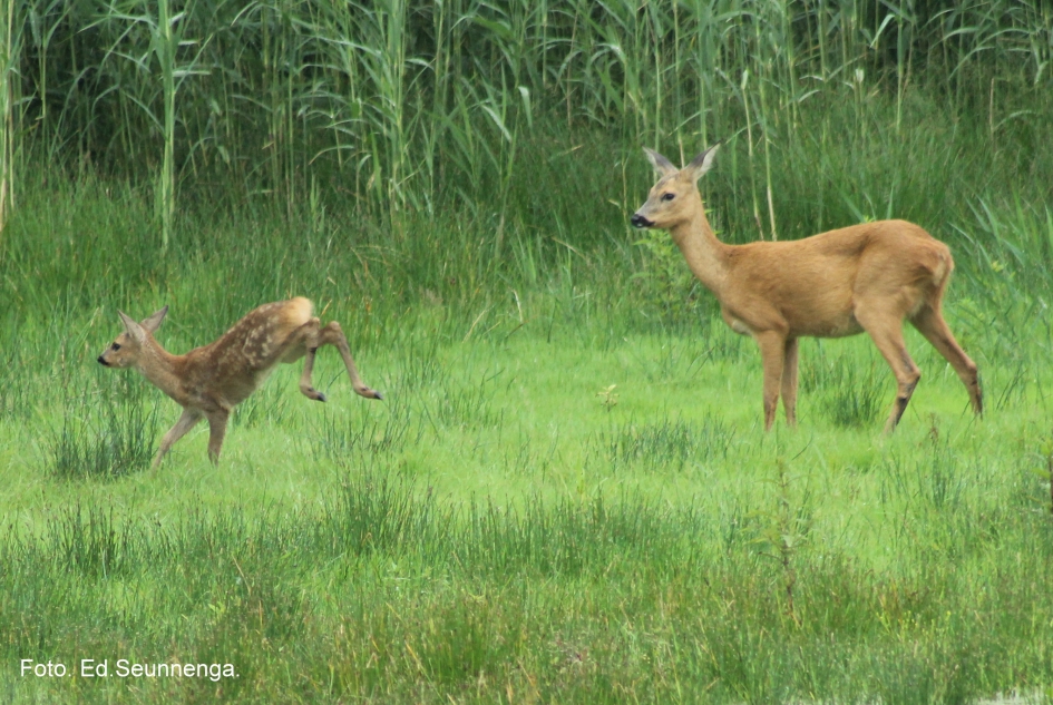 Ree met kalfje. - Zoogdieren - Ree