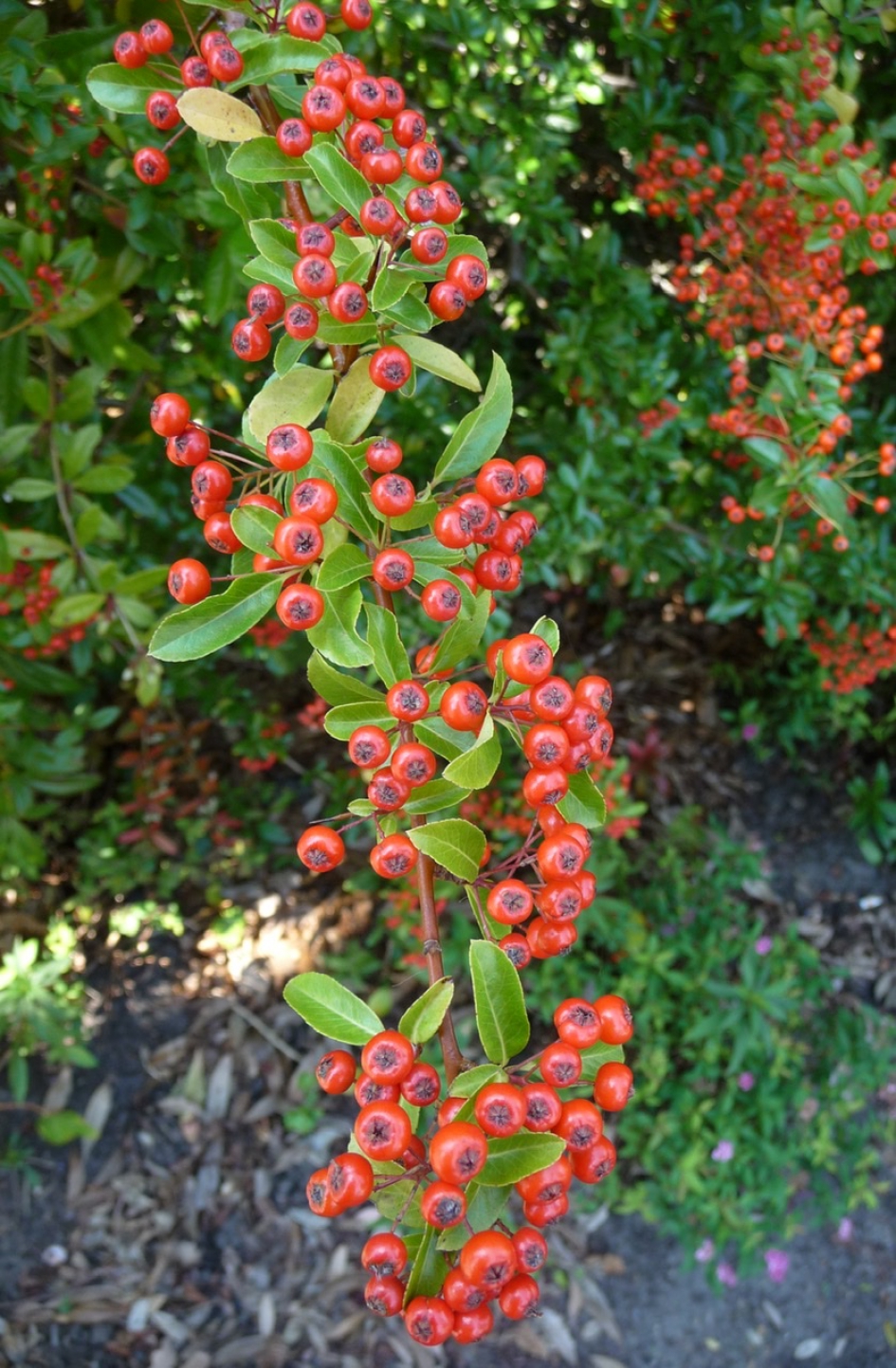 Rode bessen - Planten - 