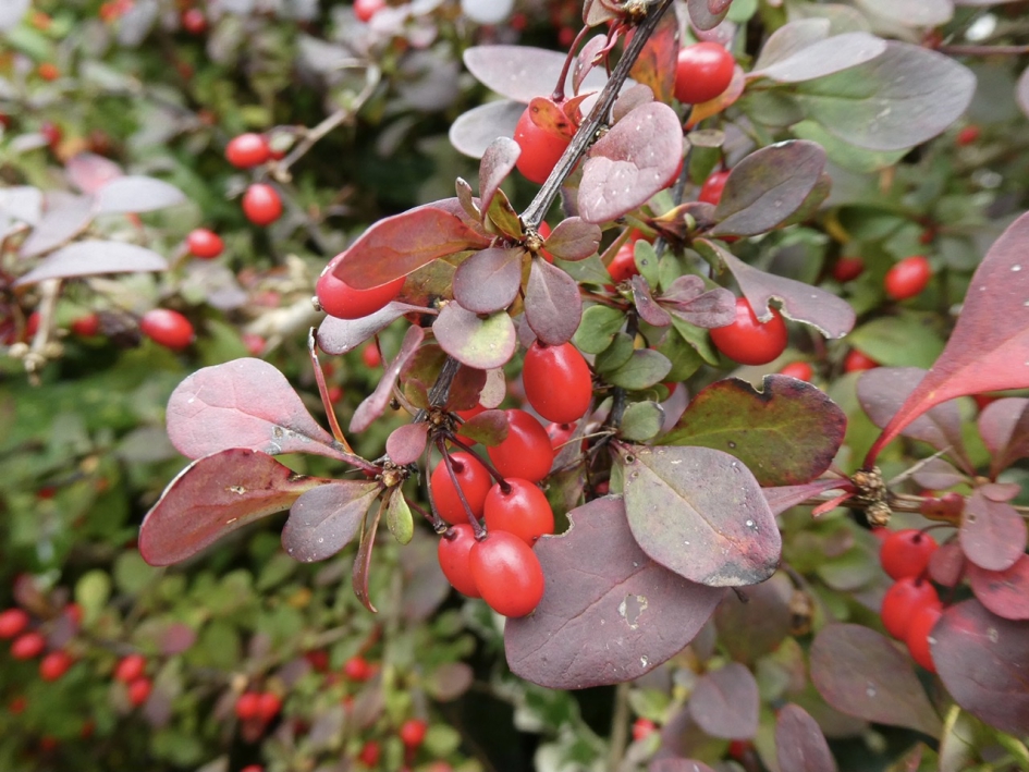 Rode bessen - Planten - 