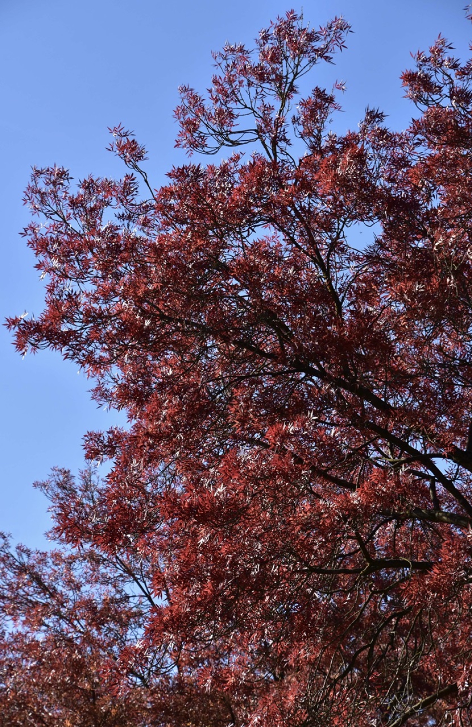 Rode herfst - Planten - 