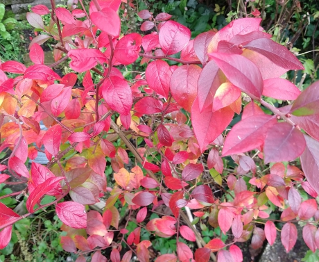 Rode herfstkleur van de blauwe bes
