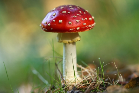 Rood met witte stippen