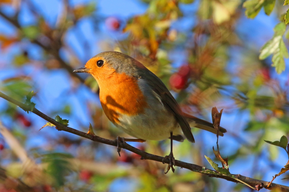 Roodborstje in herfstzon - Vogels - 