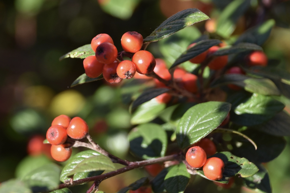 Schaduw en licht - Planten - 