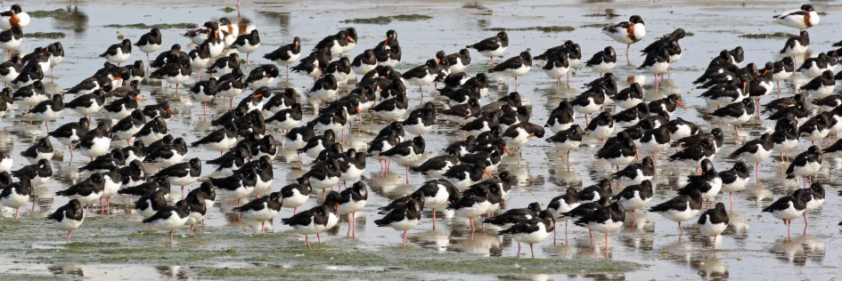 Scholeksters (en bergeenden) - Vogels - 