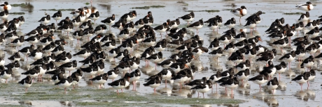 Scholeksters (en bergeenden)