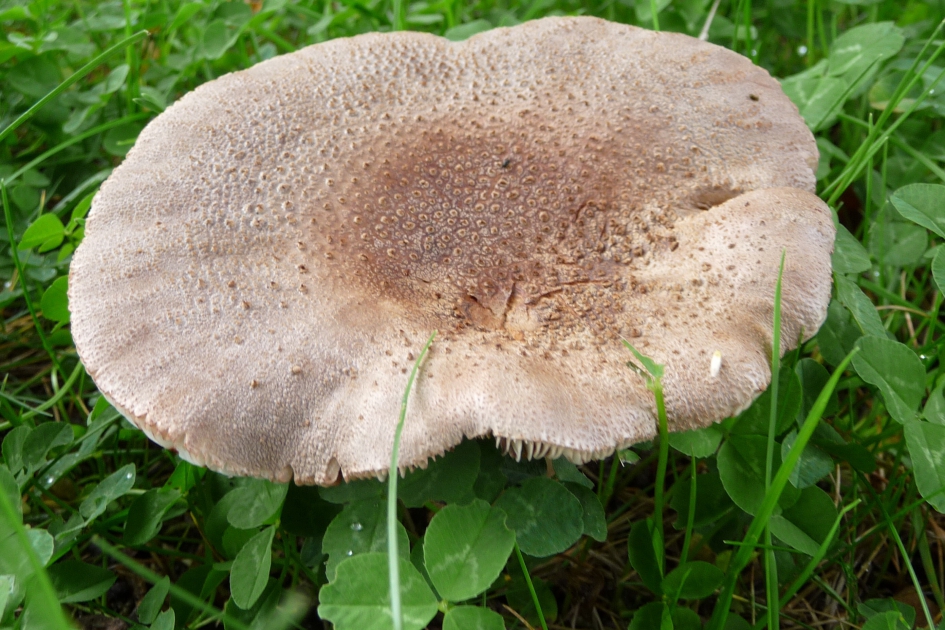 “Schotel” - Schimmels - 