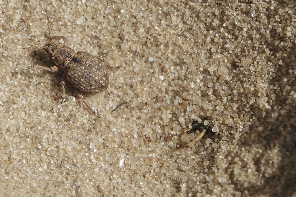 Snuitkever probeert te ontkomen - Geleedpotigen - Mierenleeuw