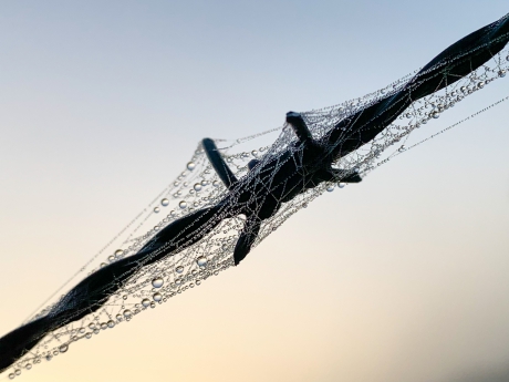 Spinnenkunst in de mist