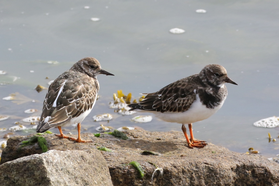 Steenlopers - Vogels - 
