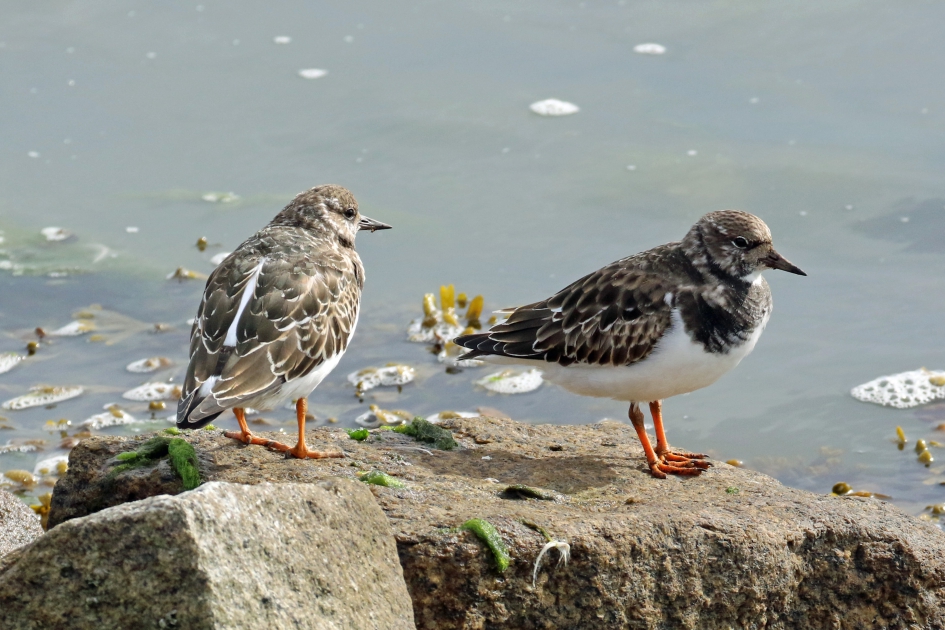 Steenlopers - Vogels - 
