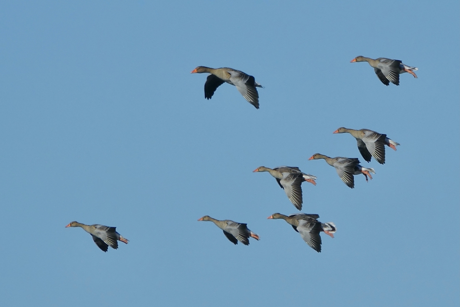 Synchrone landing - Vogels - Grauwe gans