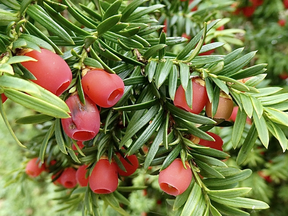 Gewone Taxus - Planten - 