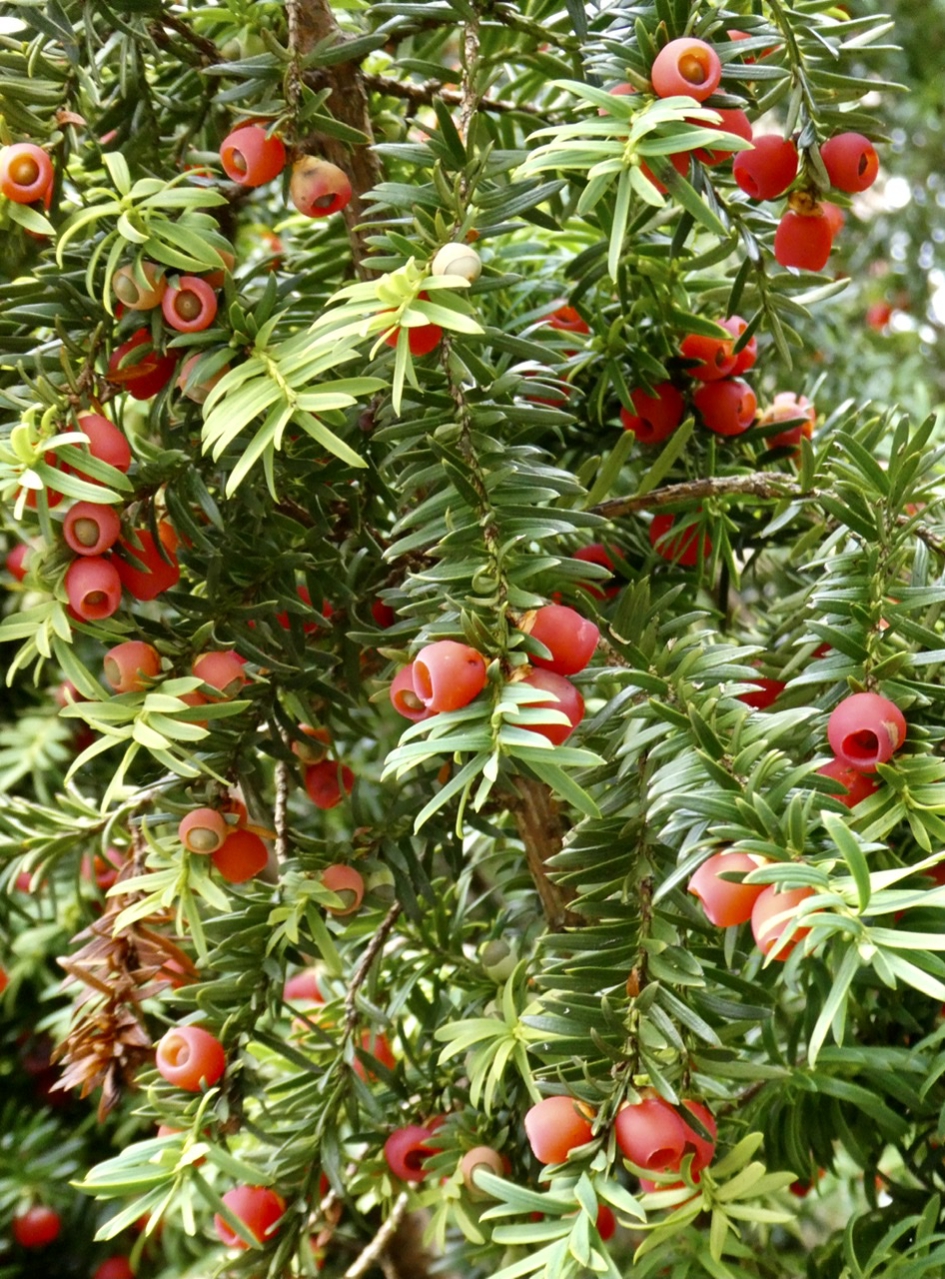 Taxus - Planten - 